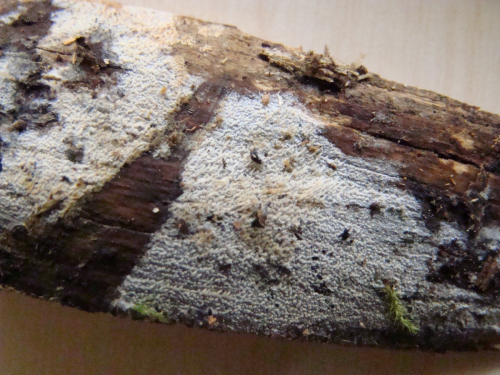 Hyphodontia-arguta-Fr.-J.-Erikss.-DSC01561