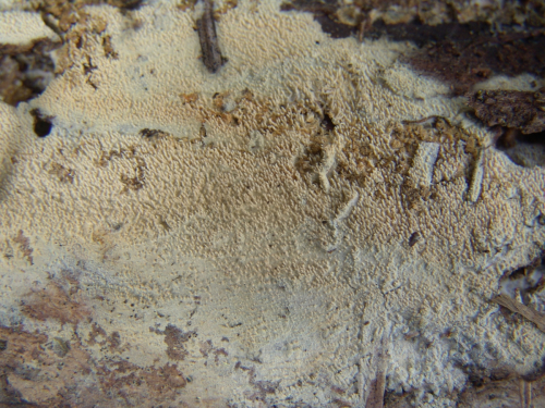 Hyphodontia-arguta-Fr.-J.-Erikss.-DSC02516