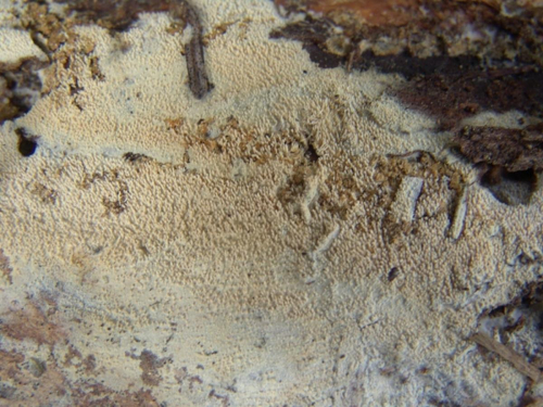 Hyphodontia-arguta-Fr.-J.-Erikss.-DSC02517