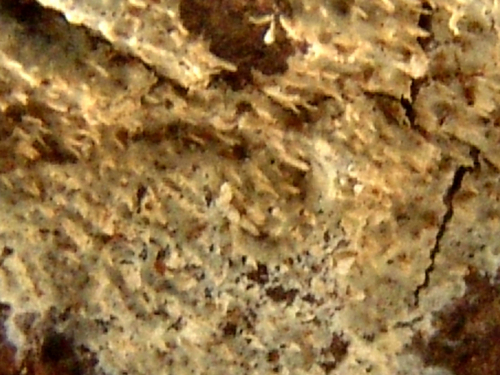 Hyphodontia-aspera-Fr.-J.-Erikss.-DSC02385