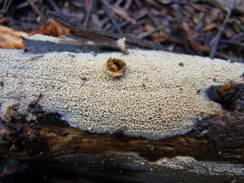 Hyphodontia-floccosa-Bourdot-Galzin-J.-Erikss.-DSC04469