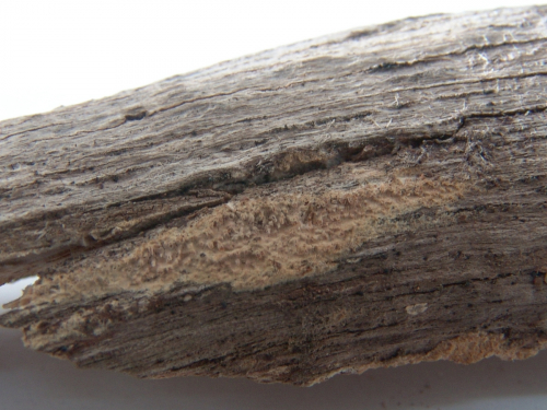 Hyphodontia-nespori-Bres.-J.-Erikss.-Hjortstam-DSC02387