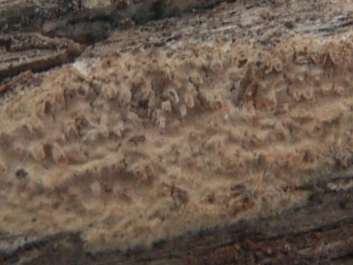 Hyphodontia-nespori-Bres.-J.-Erikss.-Hjortstam-DSC02388