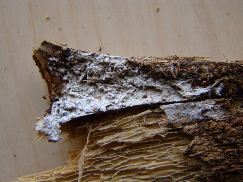 Hyphodontia-sambuci-Pers.-J.-Erikss.-DSC01522