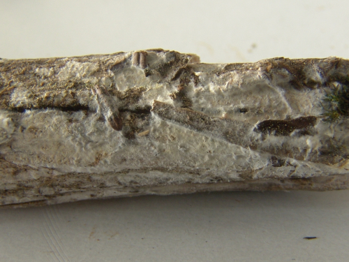 Hyphodontia-sambuci-Pers.-J.-Erikss.-DSC02391