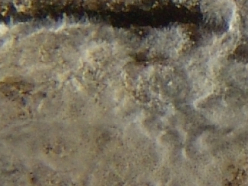 Hyphodontia-sambuci-Pers.-J.-Erikss.-DSC02392