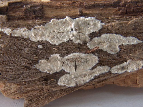 Hyphodontia-subalutacea-P.-Karst.-J.-Erikss.-DSC02389