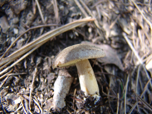 Inocybe-bongardii-Weinm.-Quel.