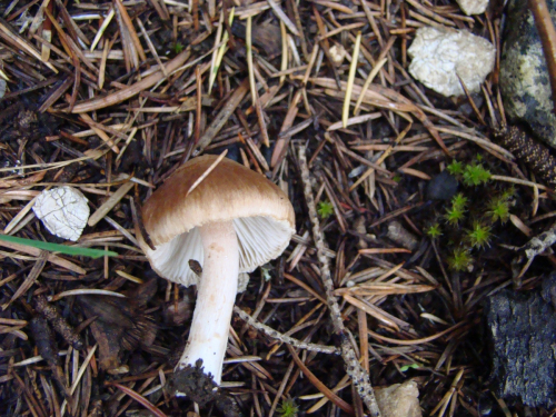 Inocybe-catalaunica-Singer-DSC03220