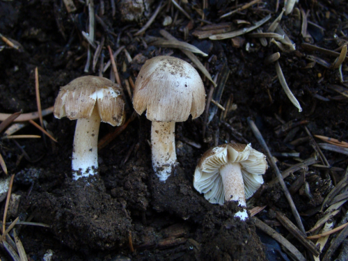 Inocybe-catalaunica-Singer-DSC03771