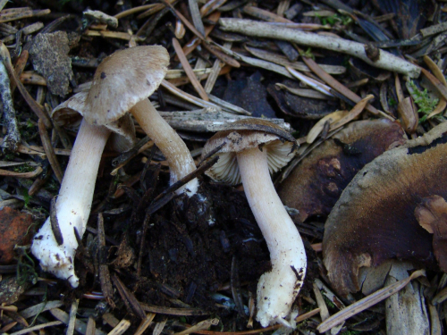Inocybe-catalaunica-Singer-DSC03872