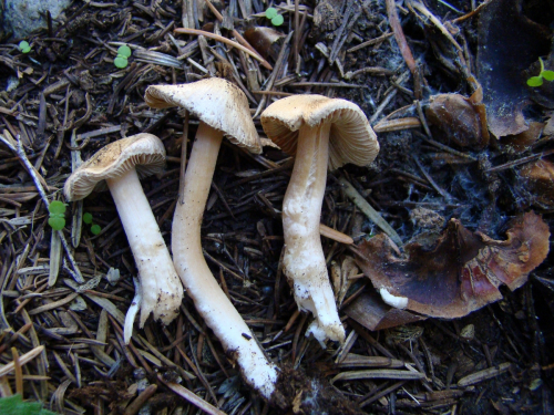 Inocybe-catalaunica-Singer-DSC03876