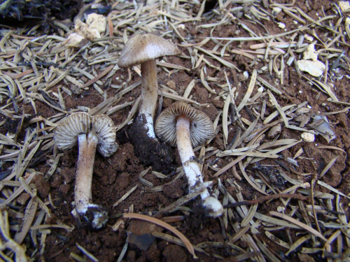 Inocybe-catalaunica-Singer-DSC03918