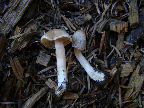 Inocybe-catalunica-Singer-DSC03858