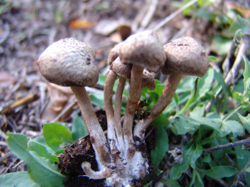 Inocybe-cervicolor-Pers.-Quel.