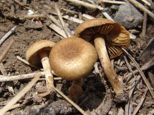 Inocybe-dulcamara-Alb.-Schwein.-P.-Kumm.
