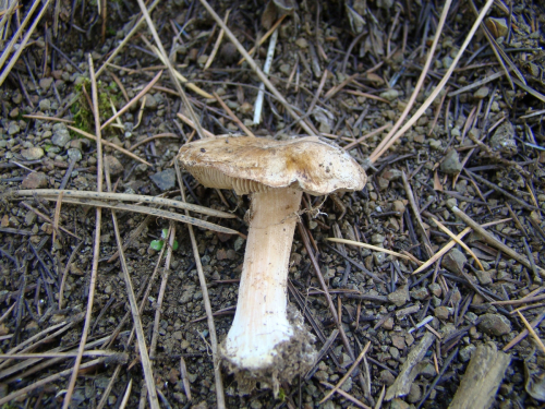 Inocybe-dunensis-P.D.-Orton-DSC03617