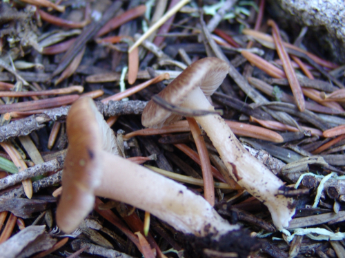 Inocybe-fuscidula-Velen-var.-fuscidula-DSC01896
