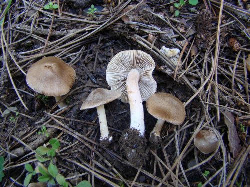 Inocybe-fuscidula-Velen-var.-fuscidula-DSC03623