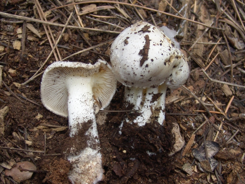 Inocybe-geophylla-Fr.-P.-Kumm.-var.-geophylla-DSC02544