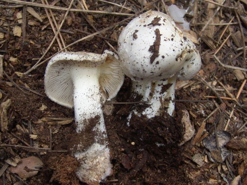 Inocybe-geophylla-Fr.-P.-Kumm.-var.-geophylla-DSC02545