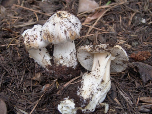 Inocybe-geophylla-Fr.-P.-Kumm.-var.-geophylla-DSC02572