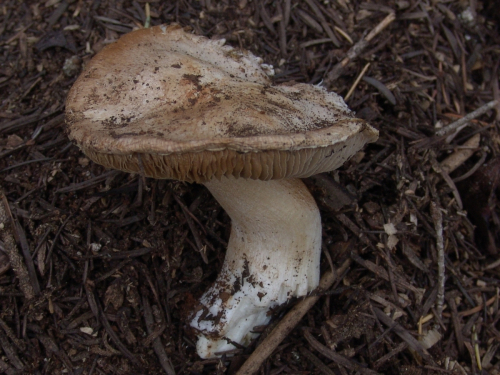 Inocybe-geophylla-Fr.-P.-Kumm.-var.-geophylla-DSC02575