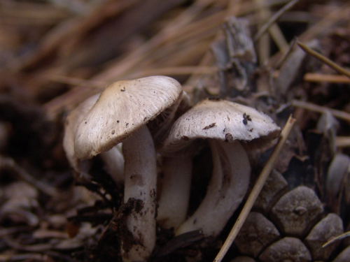 Inocybe-geophylla-Fr.-P.-Kumm.-var.-lilacina-Gillet-DSC03406