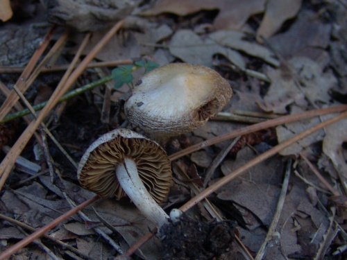 Inocybe-geophylla-Fr.-P.-Kumm.-var.-lilacina-Gillet-DSC03466