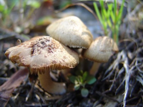 Inocybe-gymnocarpa-Kuhner-2