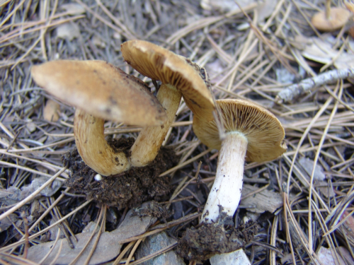 Inocybe-gymnocarpa-Kuhner-3