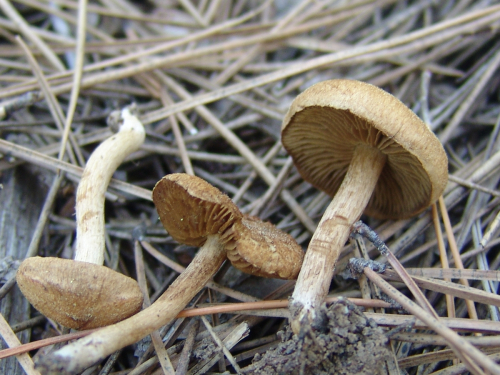 Inocybe-gymnocarpa-Kuhner