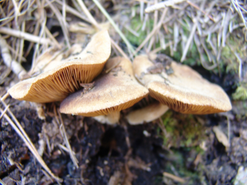 Inocybe-gymnocrpa-Kuhner