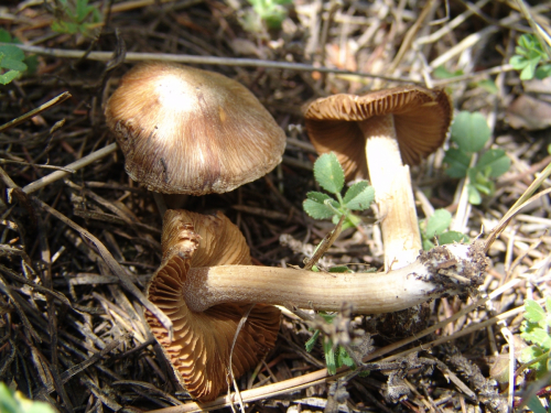 Inocybe-obsoleta-Romagn.-var.-obsoleta