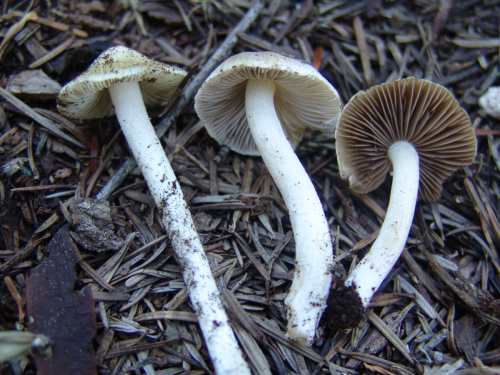 Inocybe-orbata-Malencon-2