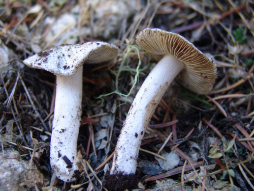 Inocybe-orbata-Malencon-DSC01875-101