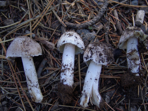 Inocybe-orbata-Malencon-DSC02047-266