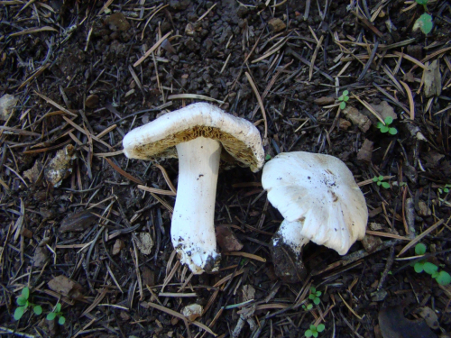 Inocybe-orbata-Malencon-DSC03717
