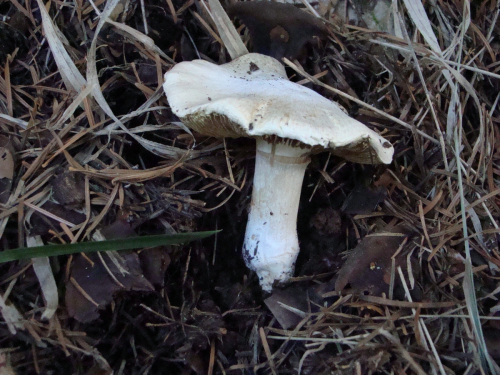 Inocybe-orbata-Malencon-DSC03722