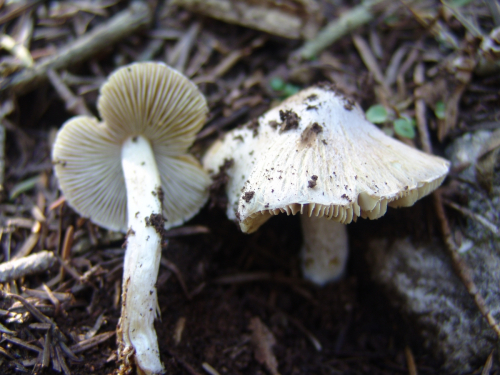 Inocybe-orbata-Malencon