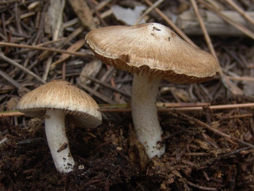 Inocybe-queletii-Konrad-DSC02542