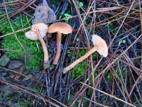 Laccaria-laccata-Scop.-Cooke-DSC00444-2