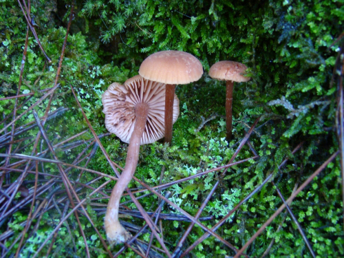 Laccaria-laccata-Scop.-Cooke-DSC00470