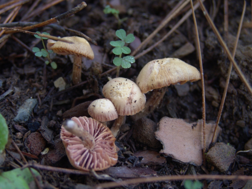 Laccaria-laccata-Scop.-Cooke-DSC03344