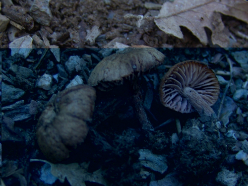 Laccaria-laccata-Scop.-Cooke-DSC03464