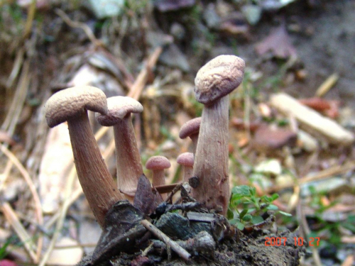 Laccaria-laccata-Scop.-Cooke-DSC05038