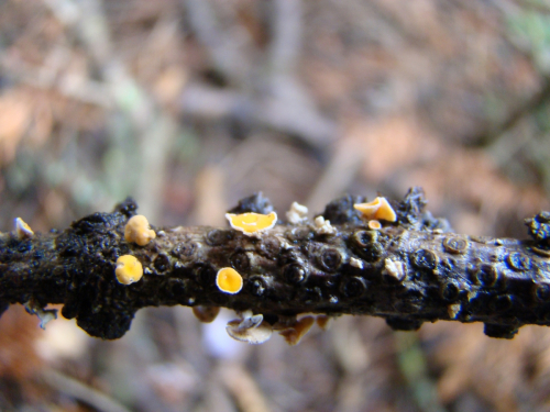 Lachnellula-calyciformis-Willd.-Dharne-DSC03292