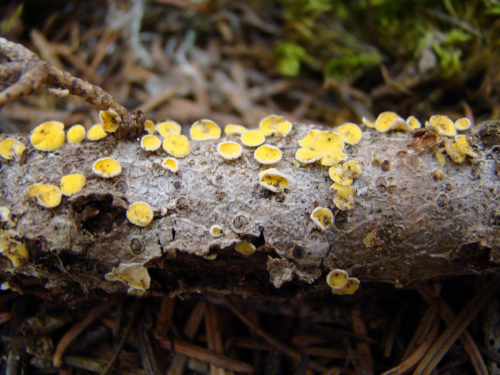 Lachnellula-calyciformis-Willd.-Dharne-DSC03470