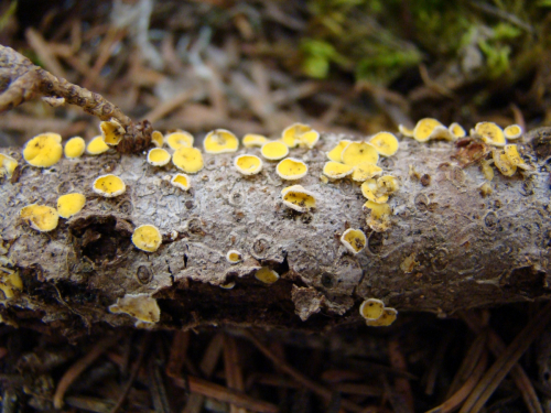 Lachnellula-calyciformis-Willd.-Dharne-DSC03471
