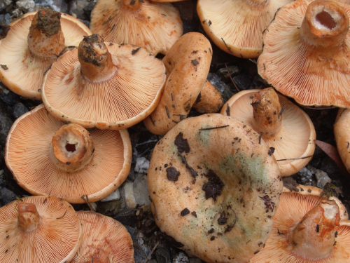 Lactarius-deterrimus-Groger-DSC02987